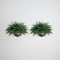 21" UV Resistant Artificial Fern in Hanging Basket (Indoor/Outdoor) - Set of 2